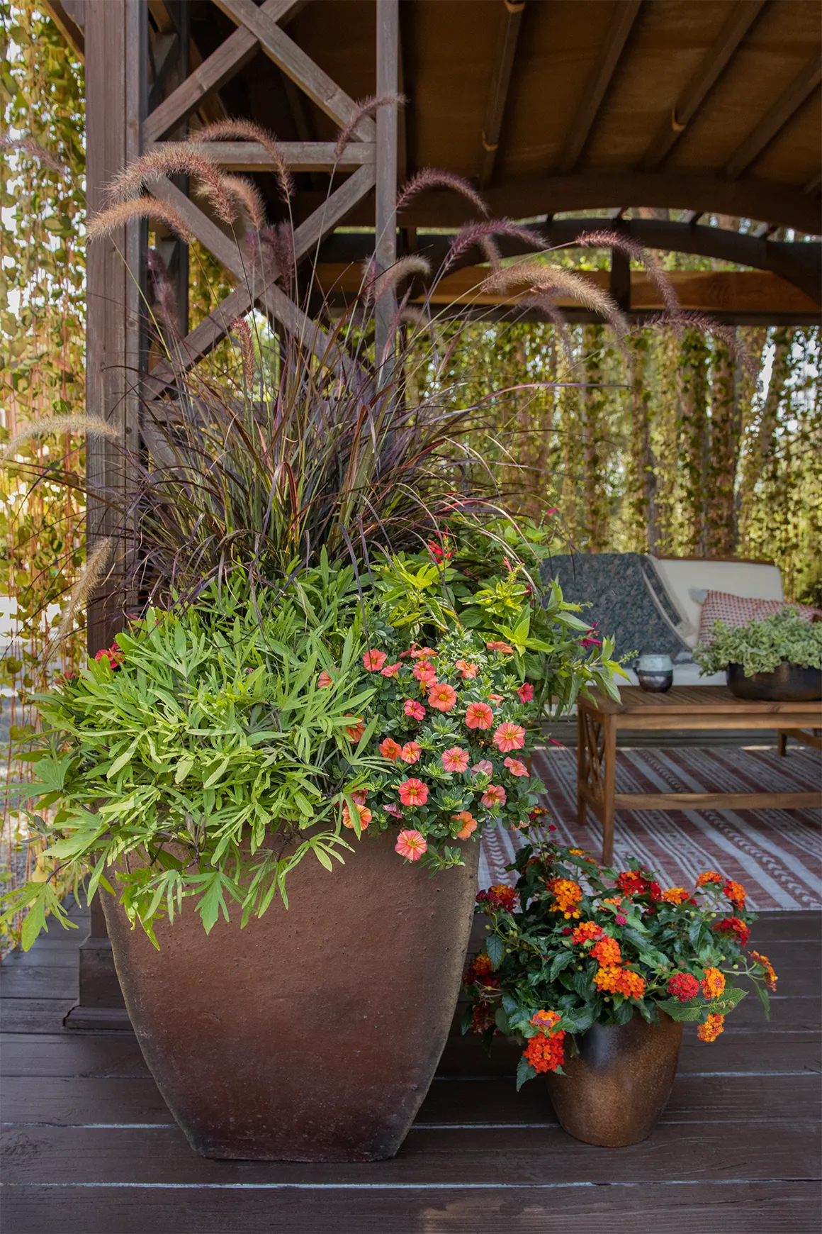 Royale Red Zone™ Lantana (Lantana camara) — using little supplemental irrigation once established in the landscape