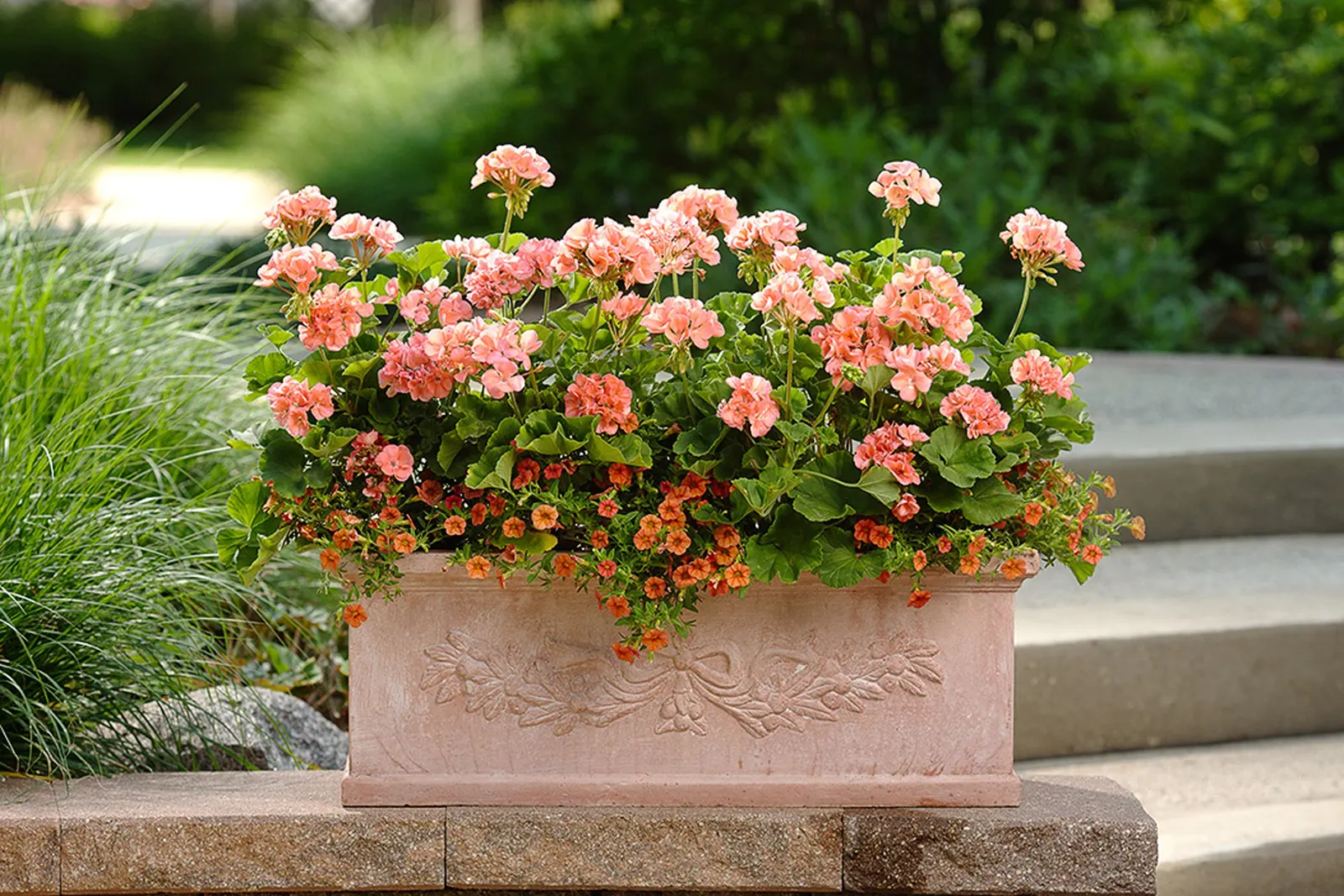 Tropical Sunrise Calibrachoa — Gardeners often note that this variety is especially showy in bloom size and abundance