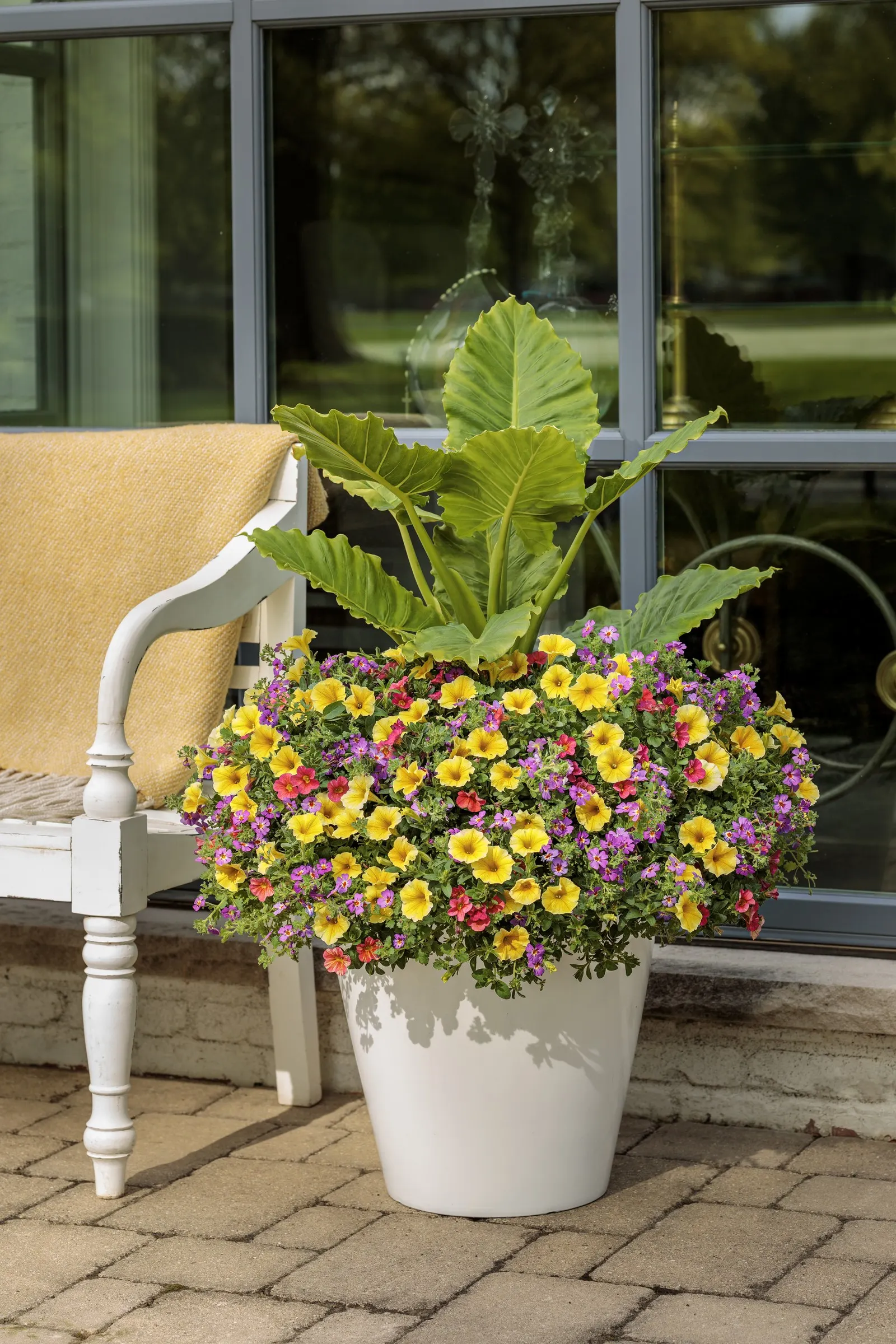 Tropical Sunrise Calibrachoa — it blooms from planting to hard frost with no deadheading needed; and pinkish-red bicolor blooms that spill gracefully from