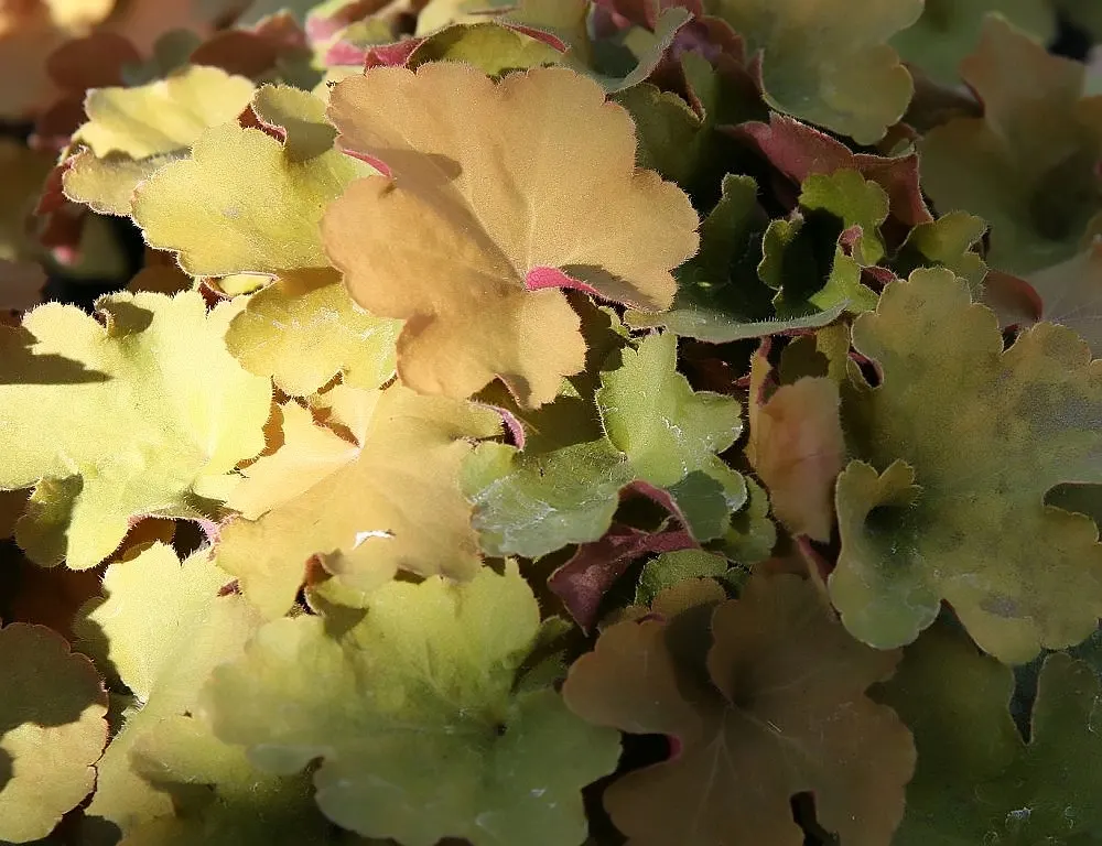Caramel Alum Root (Heuchera 'Caramel') — Its mounding habit reaches 12-18 inches in height and spreads 18-24 inches