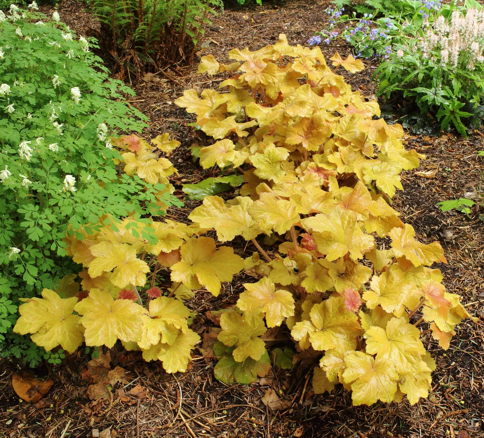 Caramel Alum Root (Heuchera 'Caramel') — Delicate creamy-white flowers on slender stems soar above the foliage in summer