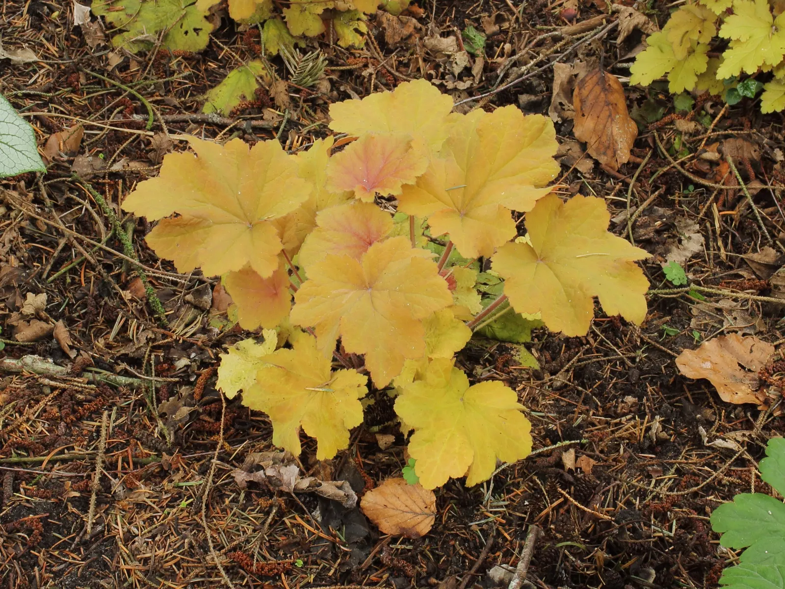 Caramel Alum Root (Heuchera 'Caramel') — The Heuchera 'Caramel' is an herbaceous perennial with robust