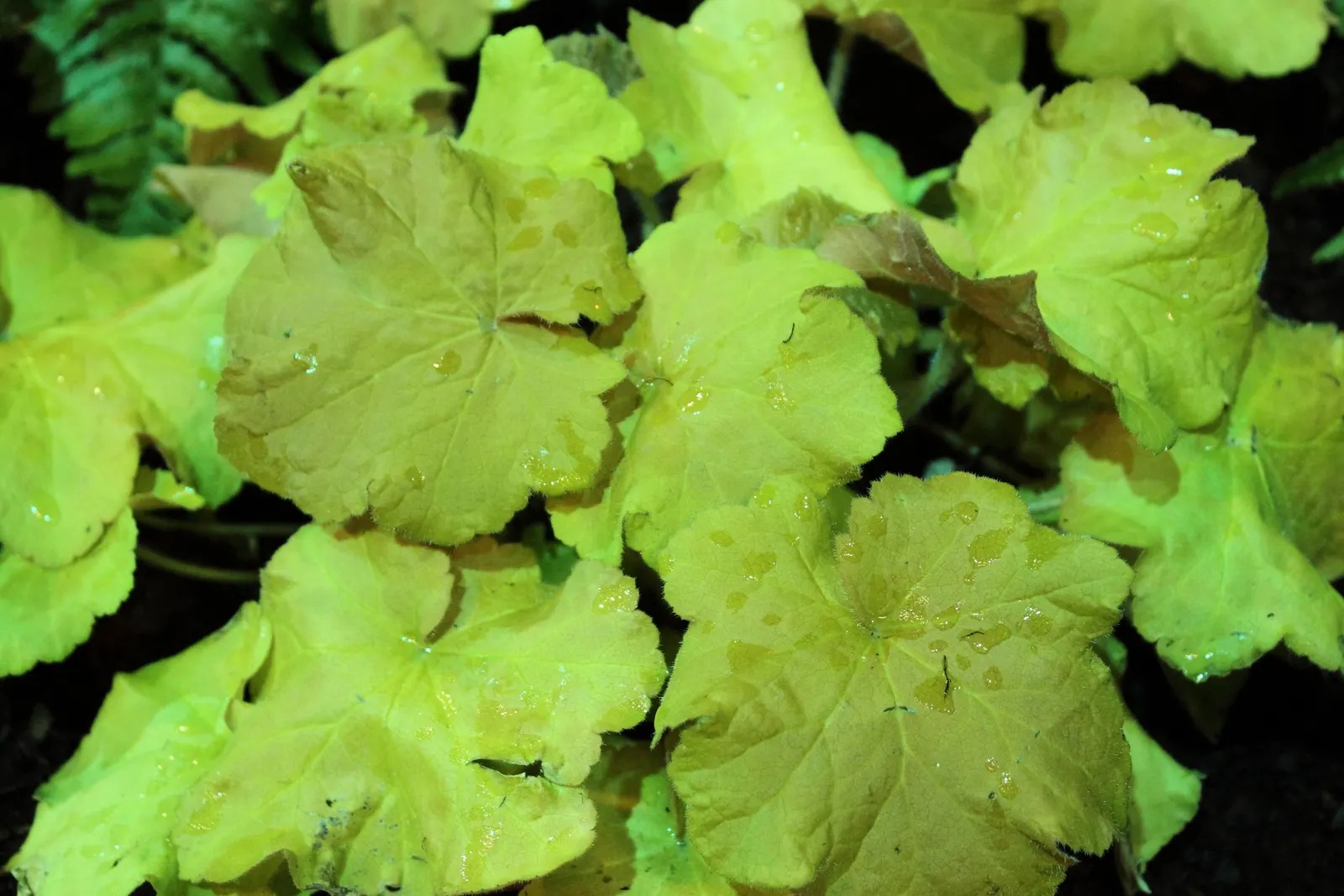 Caramel Alum Root (Heuchera 'Caramel') — Prefers partial shade and well-drained soils