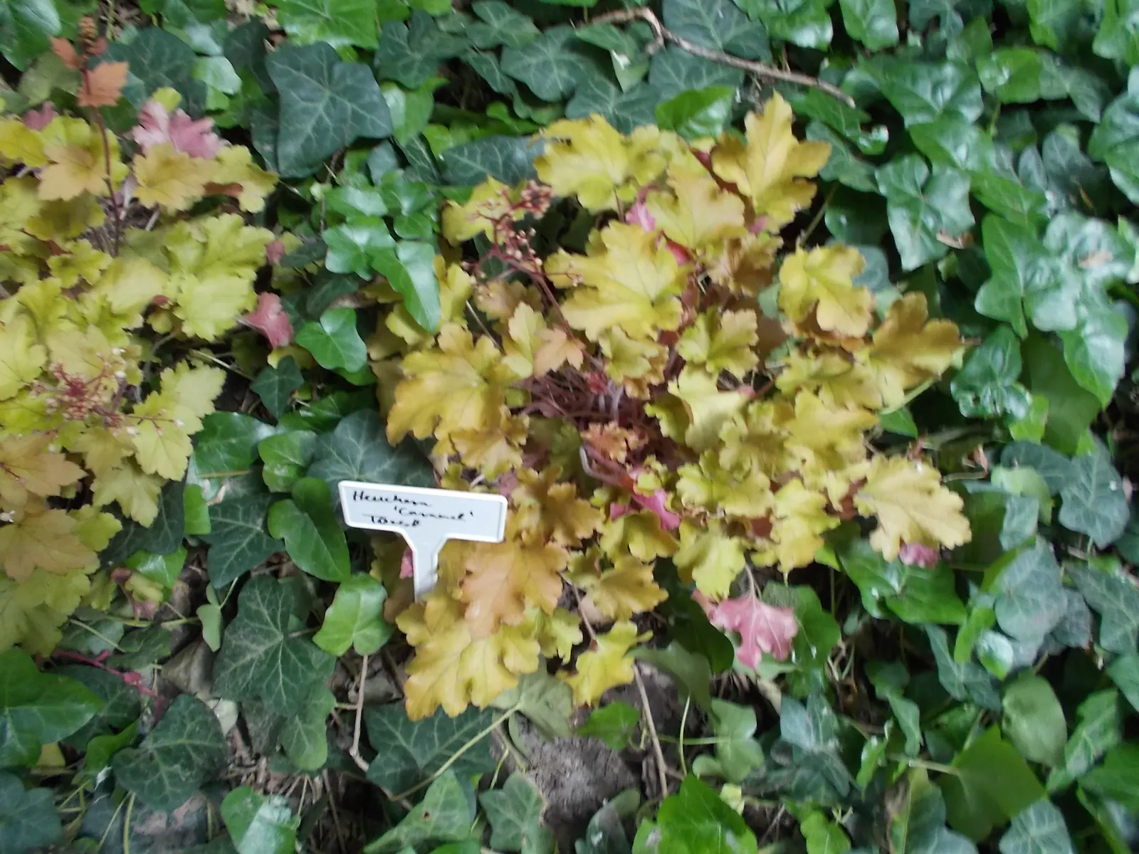 Caramel Alum Root (Heuchera 'Caramel') — commonly referred to as the Caramel Alum Root
