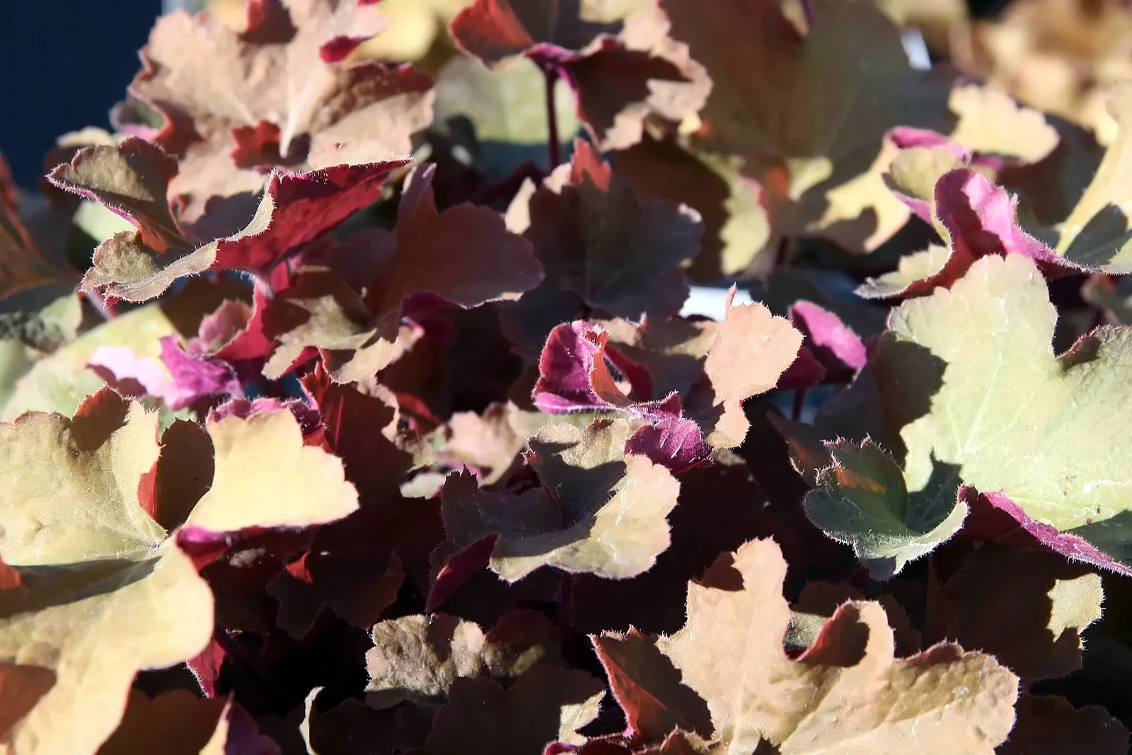 Caramel Alum Root (Heuchera 'Caramel') — ruffled leaves in warm caramel hues