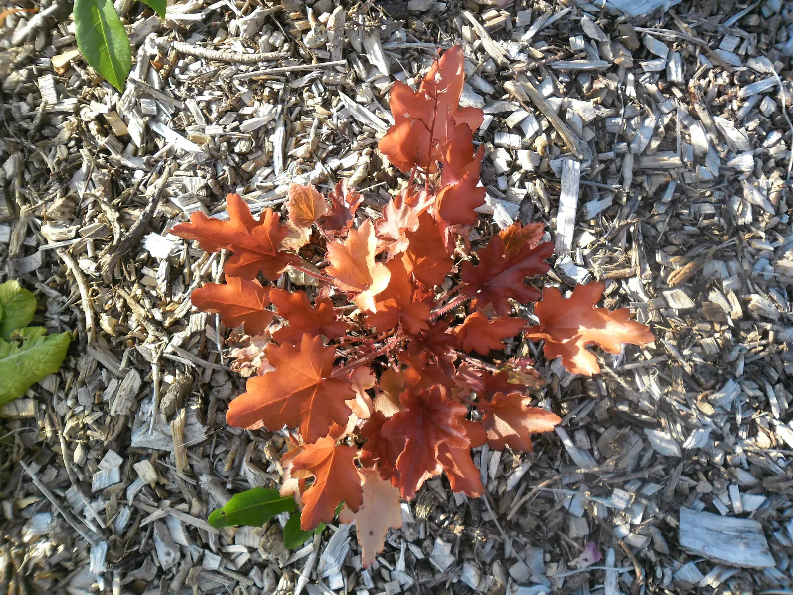 Caramel Alum Root (Heuchera 'Caramel') — Hardy in USDA zones 4-9, it offers striking texture and vibrant color to borders or shaded areas