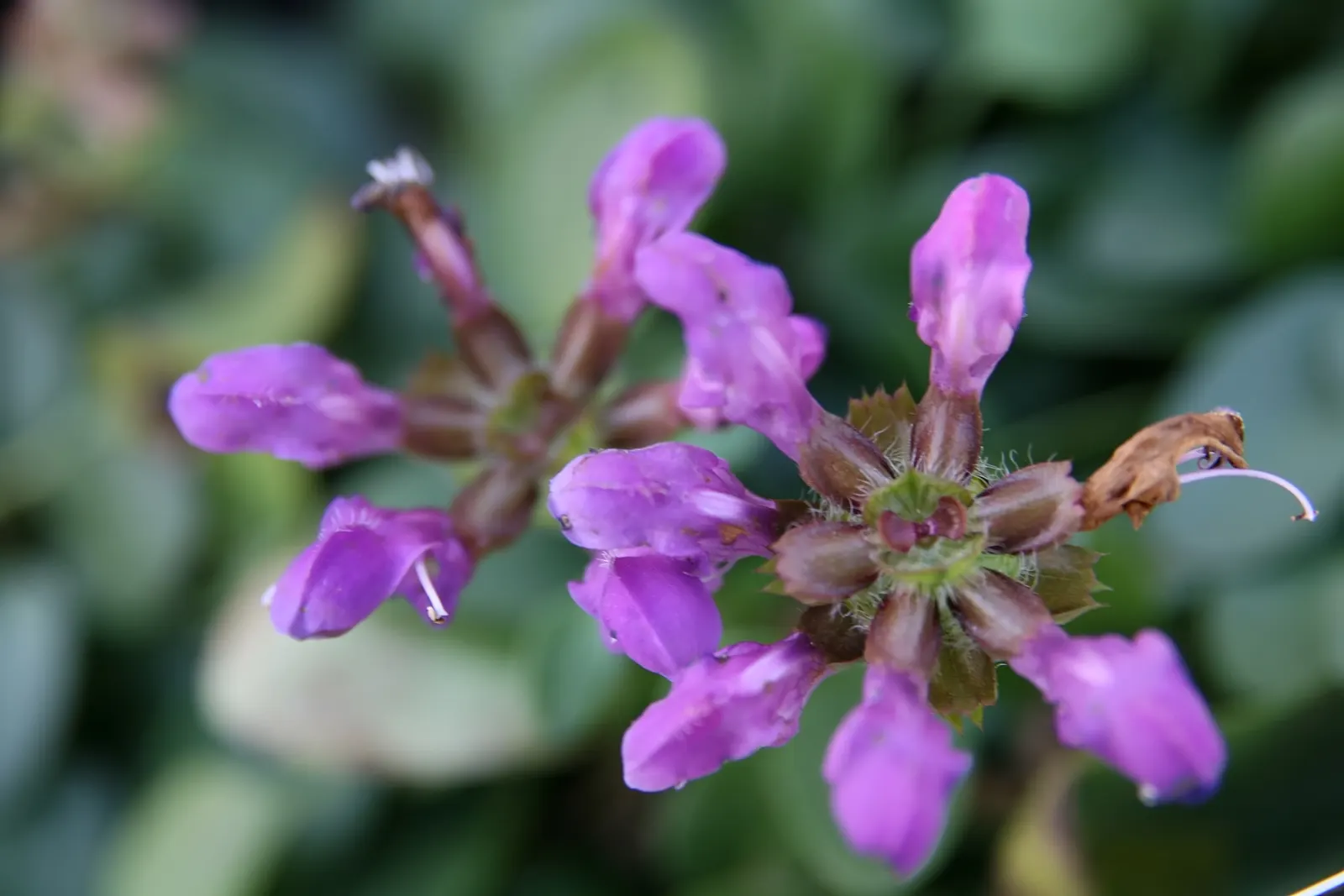 Self-Heal (Prunella grandiflora 'Loveliness') — and while it prefers full sun to partial shade
