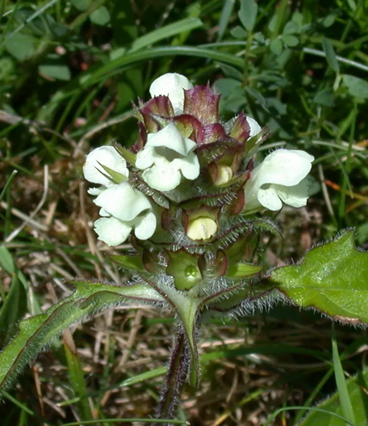 Self-Heal (Prunella grandiflora 'Loveliness') — perennial for full or half