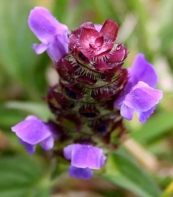 Self-Heal (Prunella grandiflora 'Loveliness') — commonly known as Self-Heal