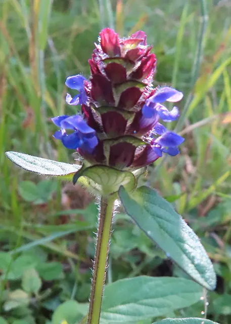 Self-Heal (Prunella grandiflora 'Loveliness') — From late spring to mid-summer, it boasts charming violet flowers that attract pollinators