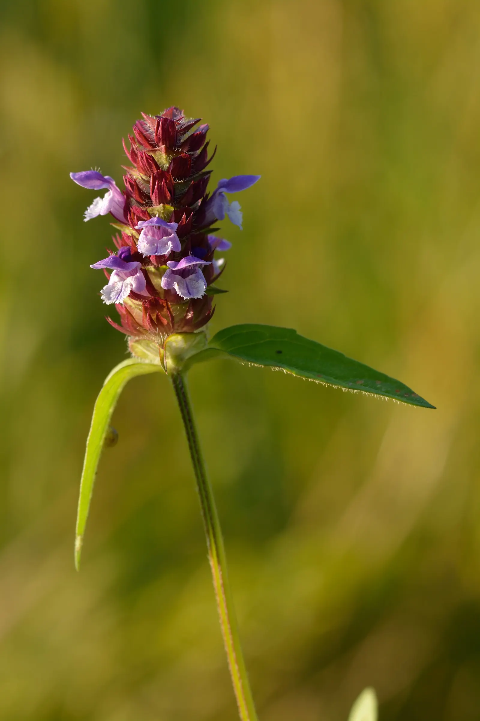 Self-Heal (Prunella grandiflora 'Loveliness') — commonly known as the Self-Heal; albeit with reduced flowering