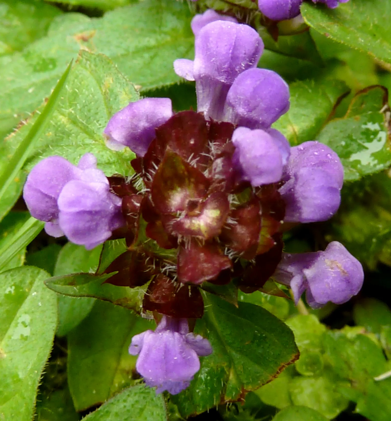 Self-Heal (Prunella grandiflora 'Loveliness') — its low-maintenance nature and spreading habit make it an excellent choice for ground cover