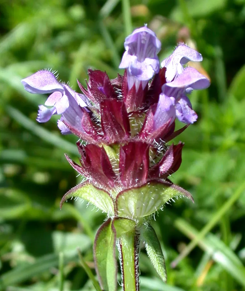 Self-Heal (Prunella grandiflora 'Loveliness') — It thrives in full to partial sunlight and prefers well-draining soil; the plant exhibits impressive