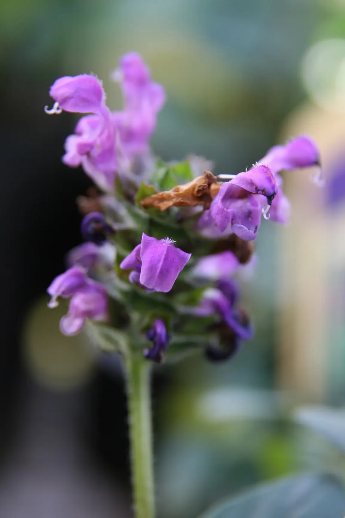 Self-Heal (Prunella grandiflora 'Loveliness') — Boasting vibrant violet-purple spikes that bristle with tubular flowers