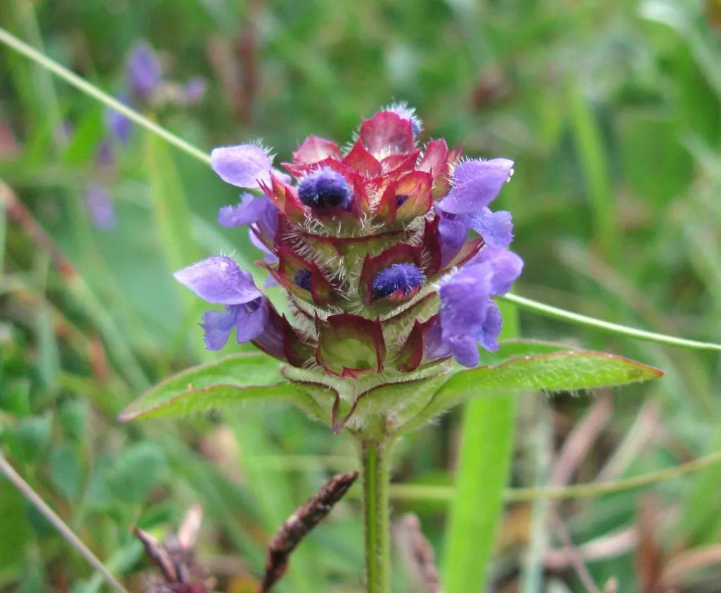 Self-Heal (Prunella grandiflora 'Loveliness') — From late spring to mid-summer, it boasts charming violet flowers that attract pollinators; it thrives in full