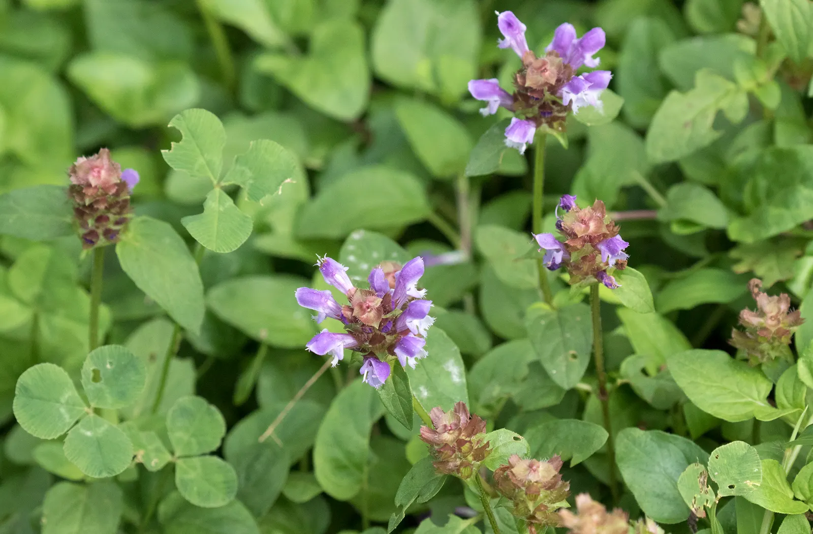 Self-Heal (Prunella grandiflora 'Loveliness') — With minimal care, this sturdy plant offers a gratifying blend of aesthetic appeal and ecological utility