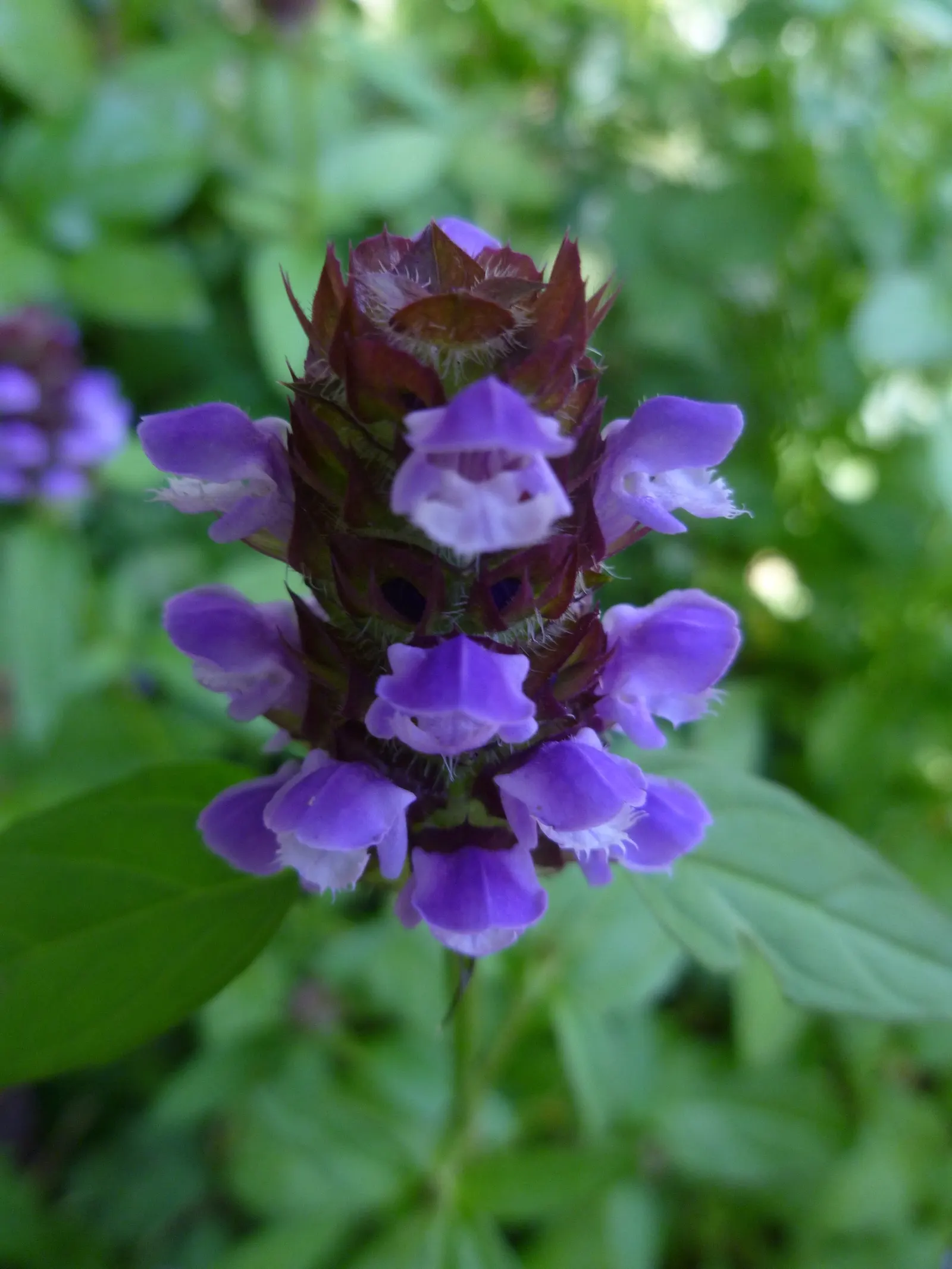 Self-Heal (Prunella grandiflora 'Loveliness') — Self-Heal thrives in USDA Hardiness Zones 4 to 9