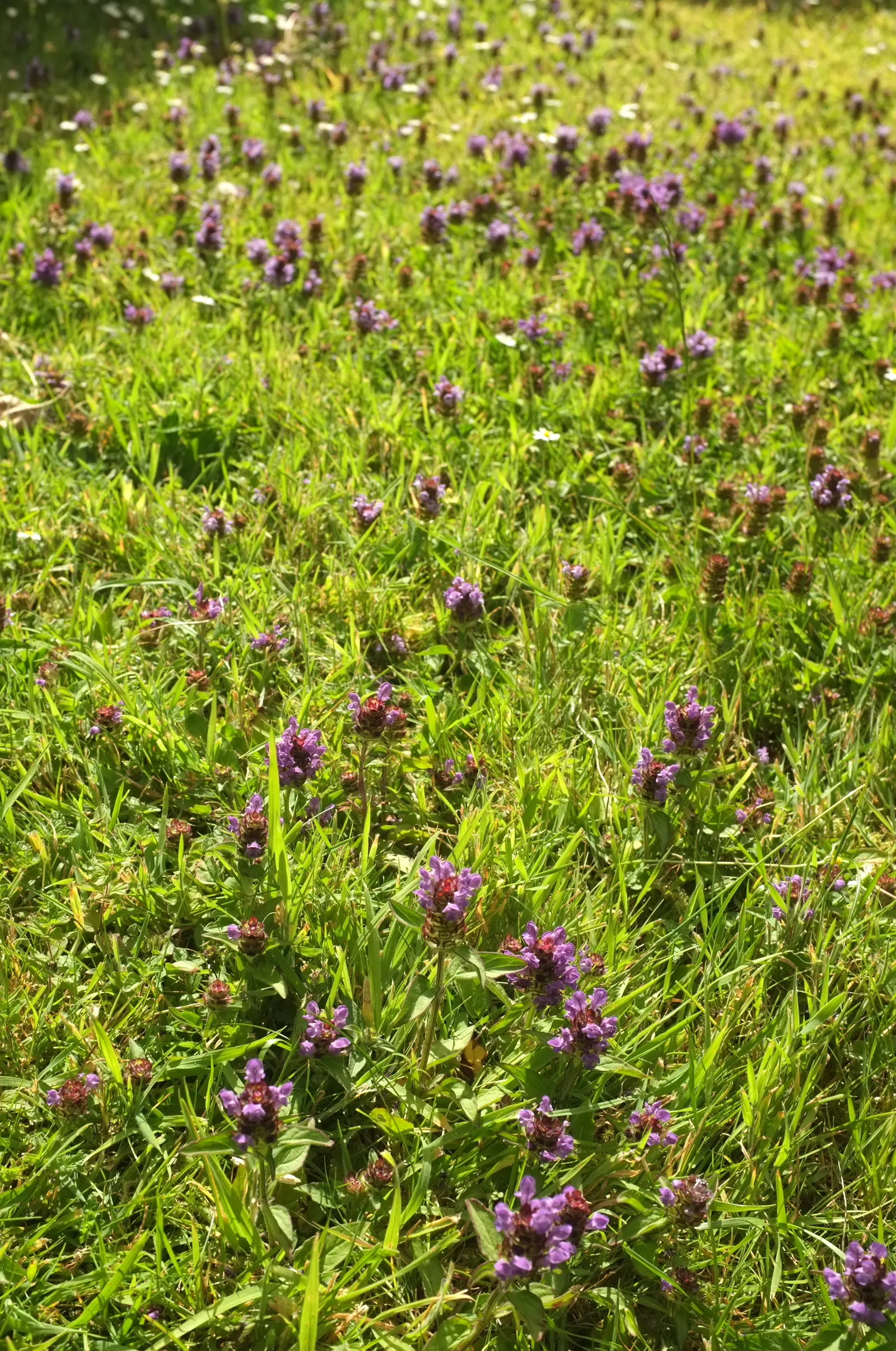 Self-Heal (Prunella grandiflora 'Loveliness') — with optimum growth in moist