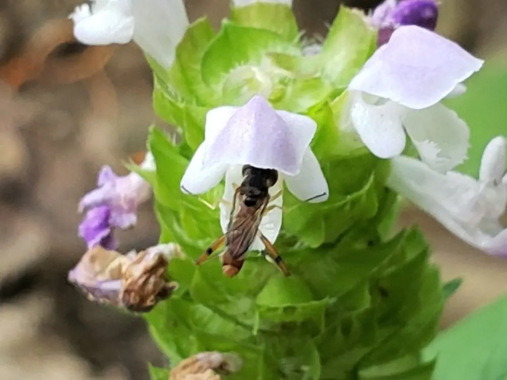 Self-Heal (Prunella grandiflora 'Loveliness') — ground-hugging habit and resilience in a variety of landscapes