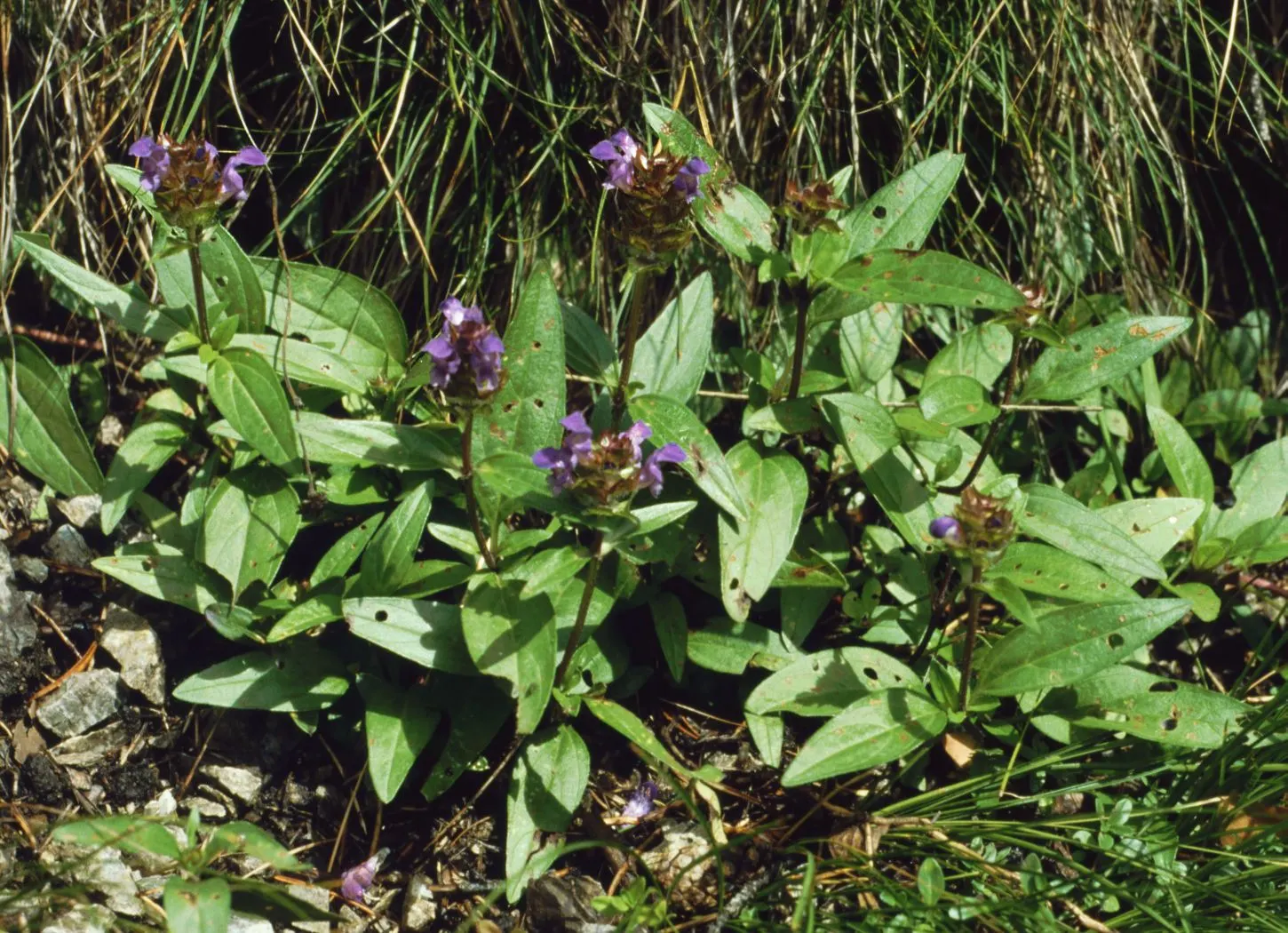 Self-Heal (Prunella grandiflora 'Loveliness') — reaching a modest height of about 6 to 12 inches with a spread of up to 18 inches