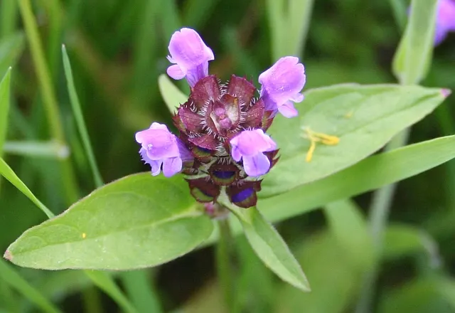 Self-Heal (Prunella grandiflora 'Loveliness') — commonly known as Self-Heal; it reaches approximately 6 to 12 inches in height, with lush, lance-shaped leaves