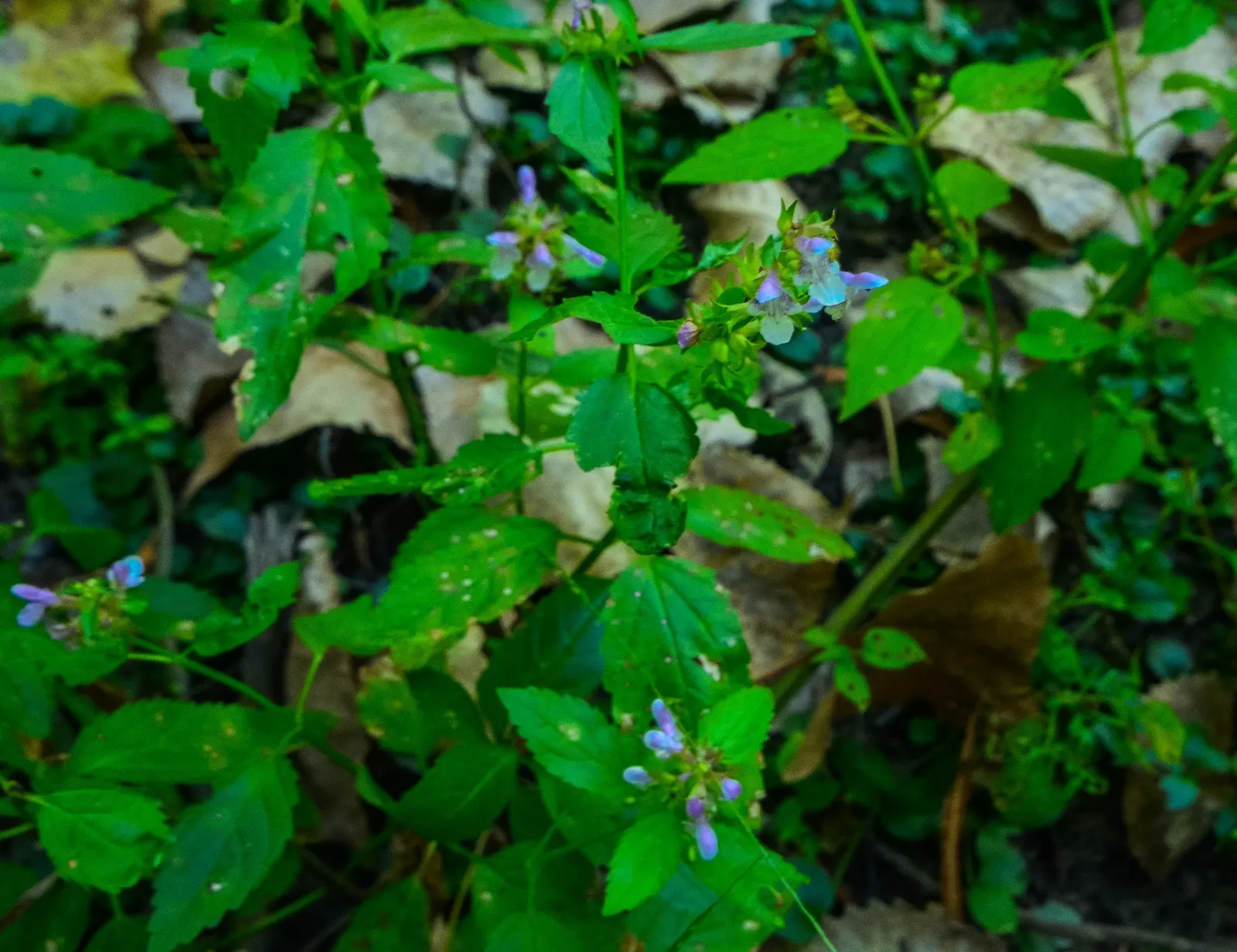 Self-Heal (Prunella grandiflora 'Loveliness') — often re-blooming until early fall if deadheaded promptly.<br><br>The foliage forms a dense mat of dark green