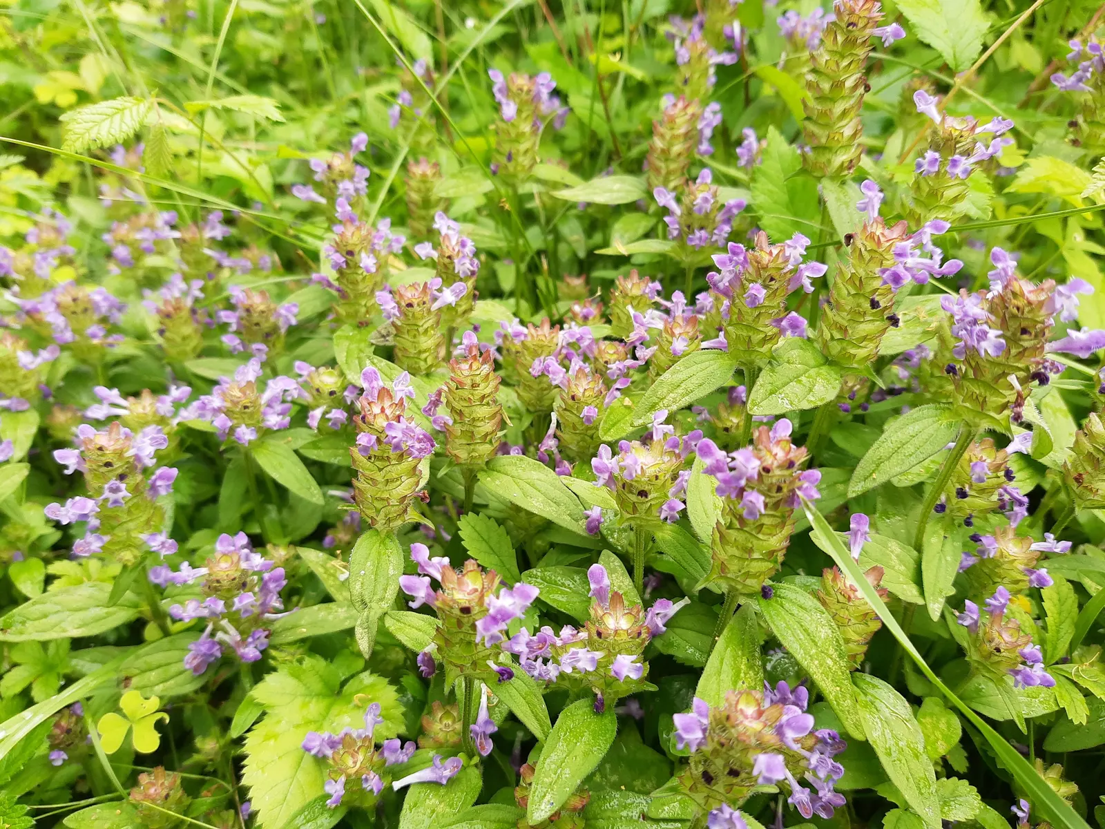 Self-Heal (Prunella grandiflora 'Loveliness') — It reaches approximately 6 to 12 inches in height, with lush, lance-shaped leaves