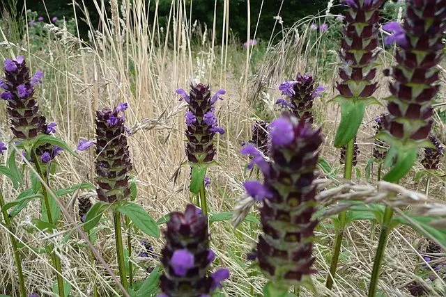 Self-Heal (Prunella grandiflora 'Loveliness') — softening the hardscape and enlivening borders with its charming blooms