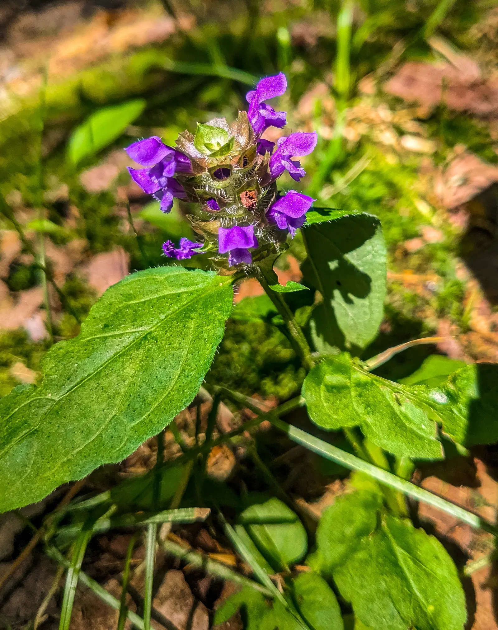Self-Heal (Prunella grandiflora 'Loveliness') — Hardy and low-maintenance, Self-Heal is perfect for borders and cottage gardens; boasting vibrant violet-purple