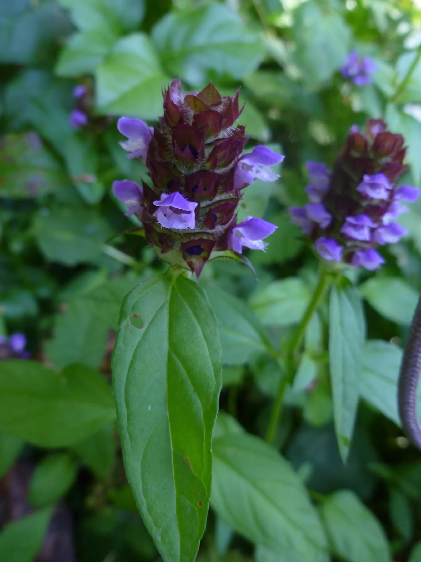 Self-Heal (Prunella grandiflora 'Loveliness') — which contributes to the health and vibrancy of the landscape ecosystem