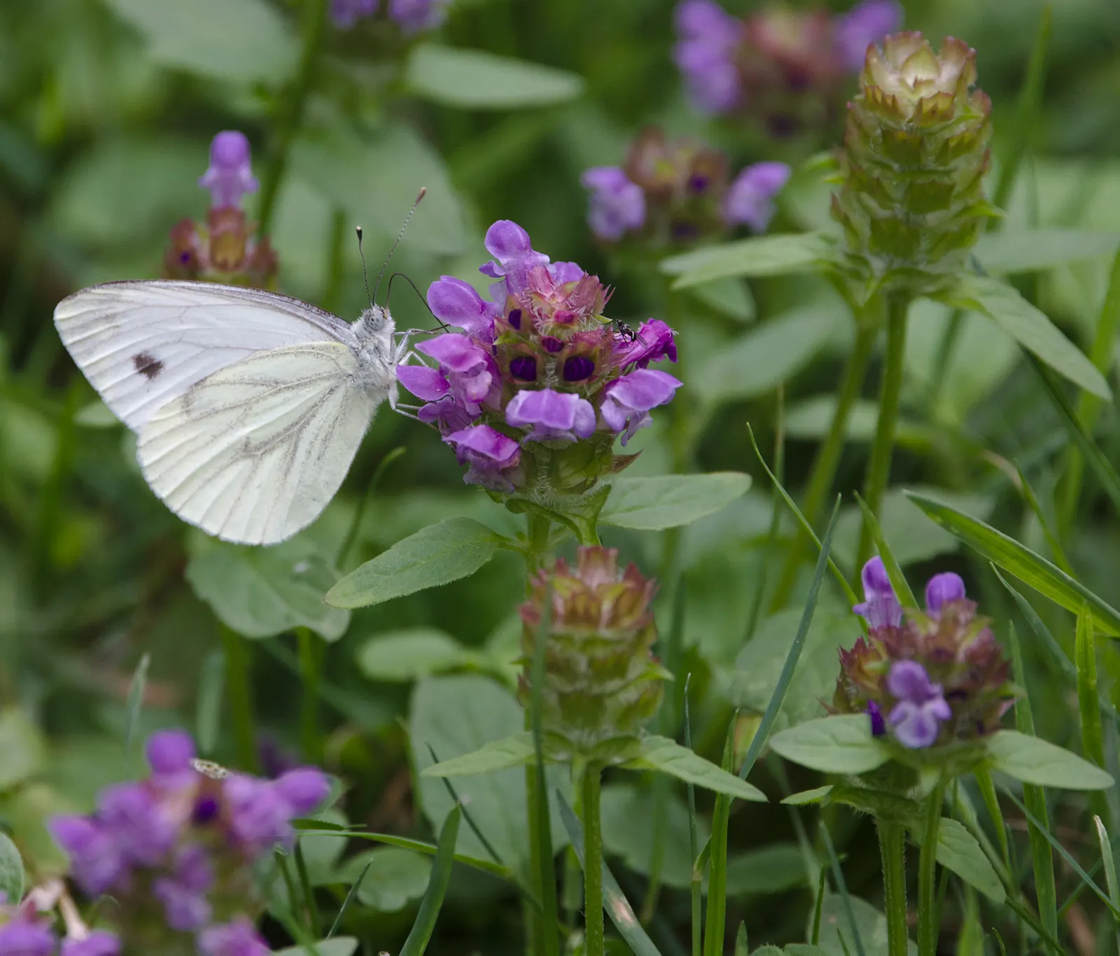 Self-Heal (Prunella grandiflora 'Loveliness') — The plant exhibits impressive adaptability to a wide range of soil types provided they are well-drained