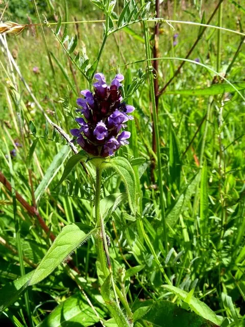 Self-Heal (Prunella grandiflora 'Loveliness') — It reaches approximately 6 to 12 inches in height, with lush, lance-shaped leaves; softening the hardscape and