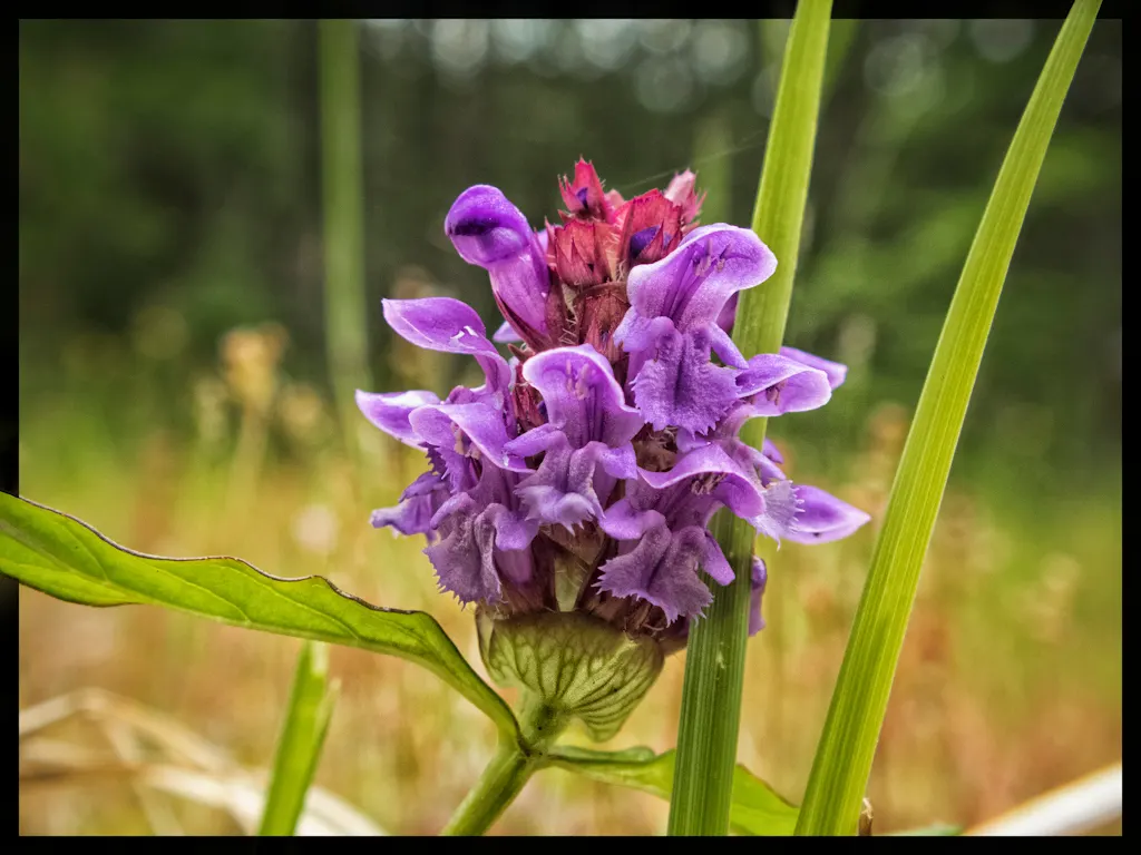Self-Heal (Prunella grandiflora 'Loveliness') — albeit with reduced flowering