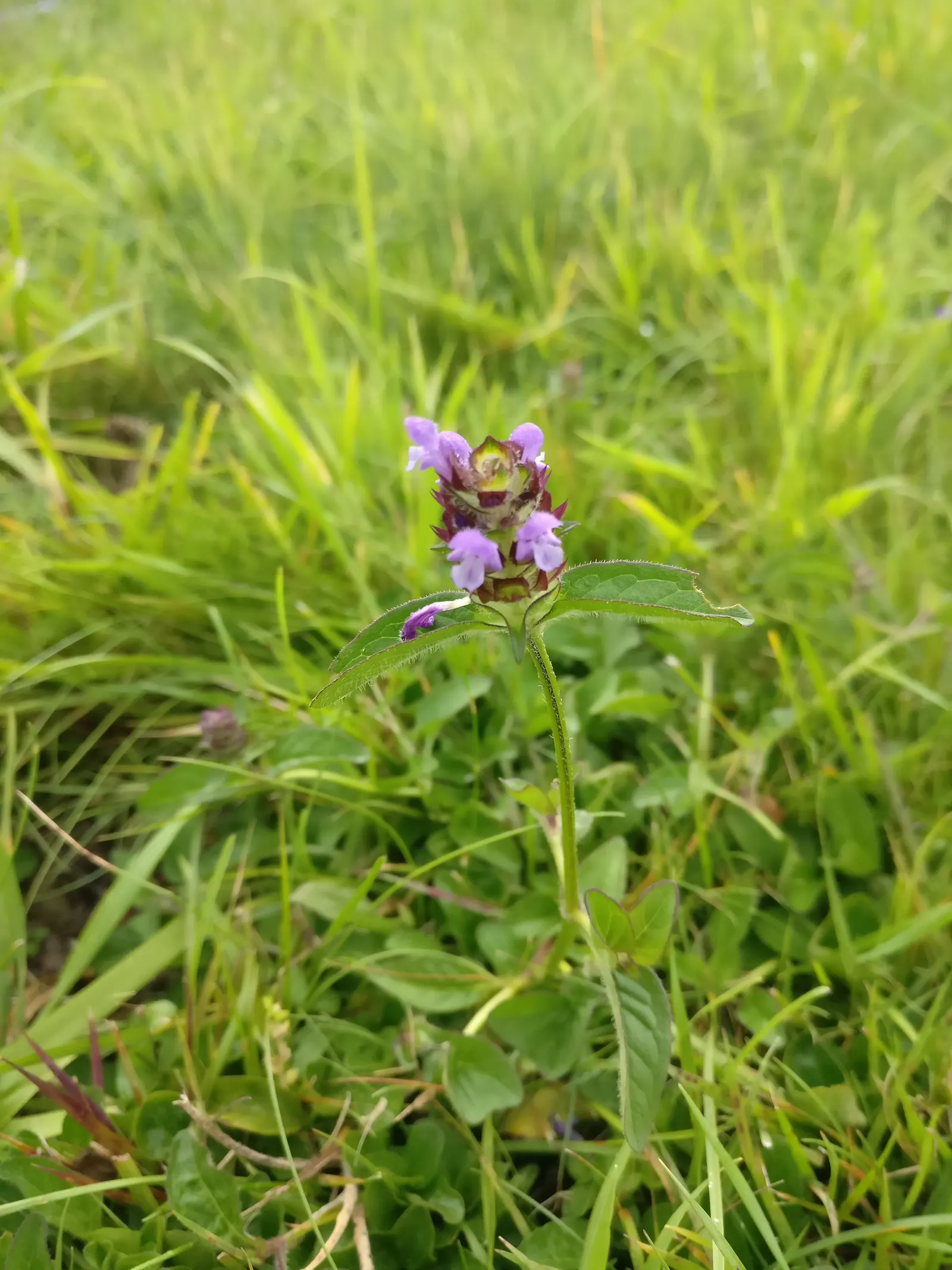 Self-Heal (Prunella grandiflora 'Loveliness') — it will tolerate lighter shade