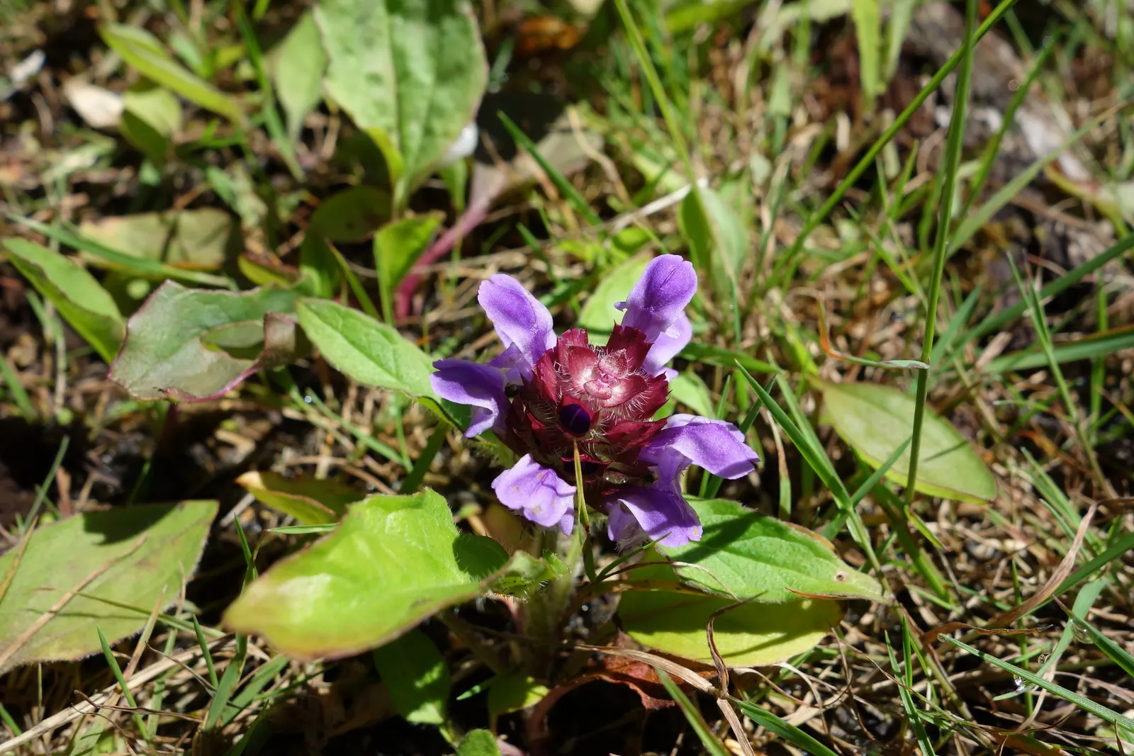 Self-Heal (Prunella grandiflora 'Loveliness') — It thrives in full to partial sunlight and prefers well-draining soil