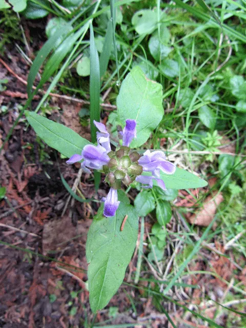 Self-Heal (Prunella grandiflora 'Loveliness') — ground-hugging habit and resilience in a variety of landscapes; is a low-growing perennial herb ideal for
