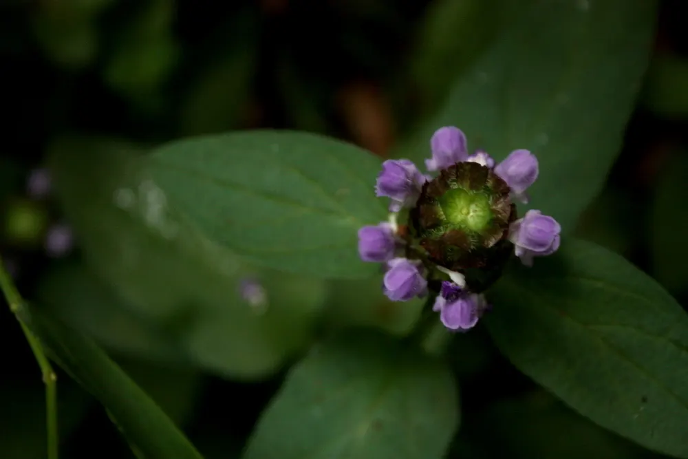 Self-Heal (Prunella grandiflora 'Loveliness') — lavender flowers in the garden
