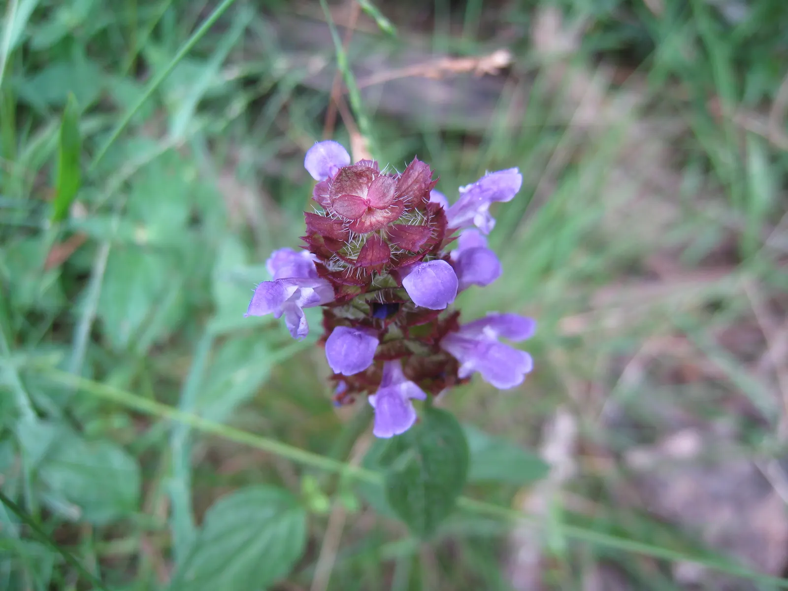 Self-Heal (Prunella grandiflora 'Loveliness') — is an endearing perennial herb characterized by its lush