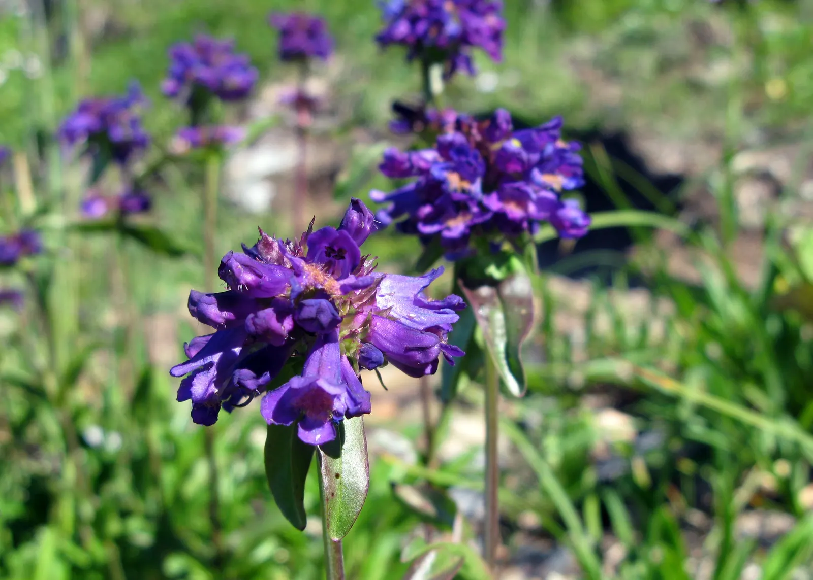 Self-Heal (Prunella grandiflora 'Loveliness') — 'Loveliness' is celebrated for its attraction of pollinators