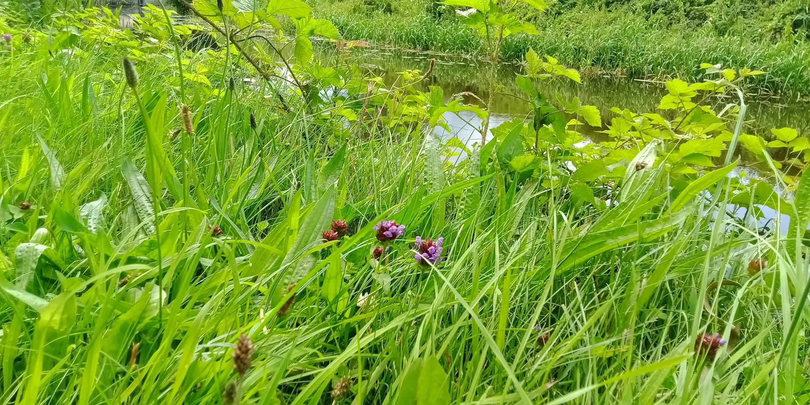 Self-Heal (Prunella grandiflora 'Loveliness') — is a low-growing perennial herb ideal for ground cover; this cultivar delivers a prolonged blooming period from