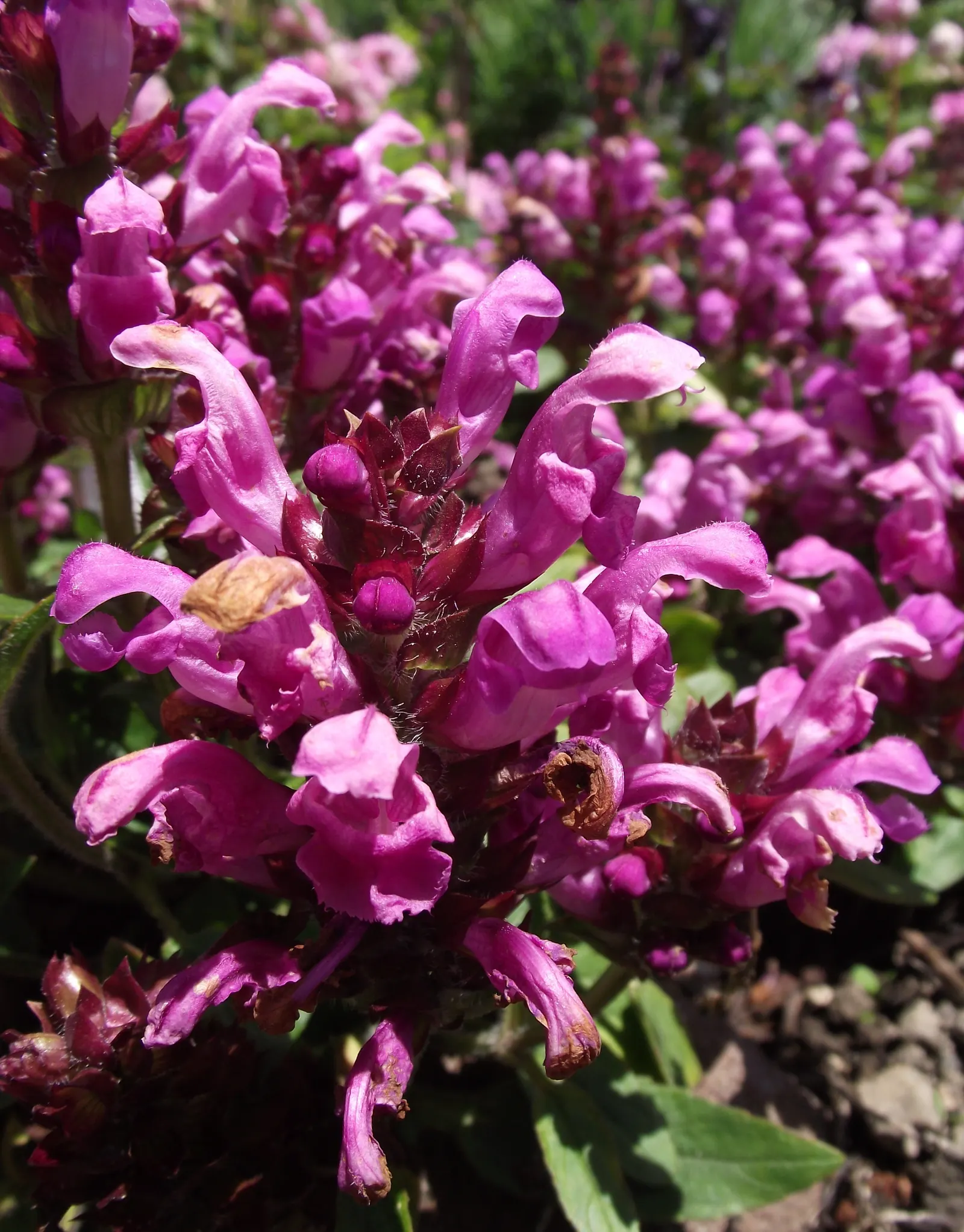 Self-Heal (Prunella grandiflora 'Loveliness') — is an endearing perennial herb characterized by its lush; its low-maintenance nature and spreading habit make