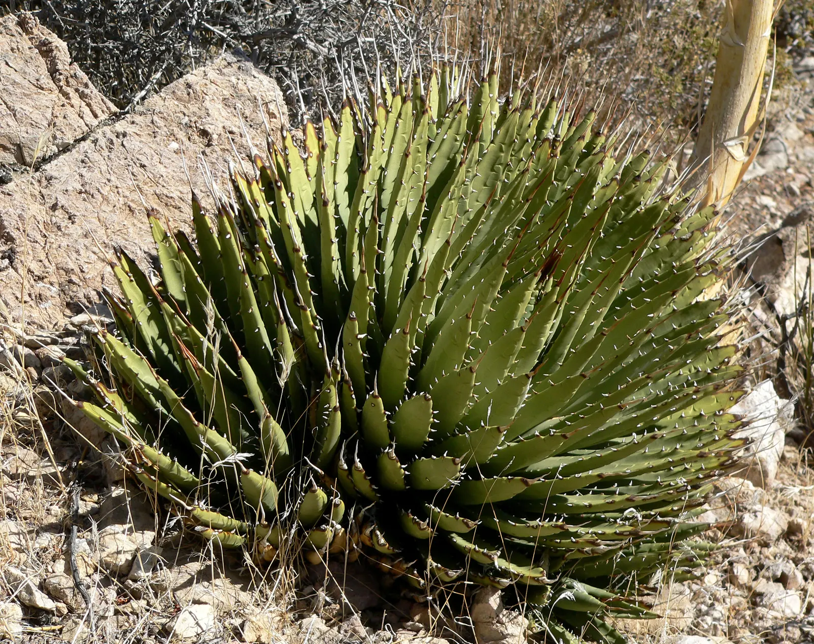 Utah Agave (Agave Utahensis) — Utah Agave (Agave utahensis) is a striking succulent native to the Mojave Desert
