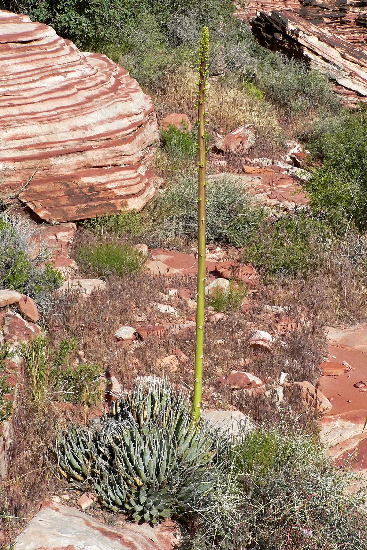 Utah Agave (Agave Utahensis) — Drought-tolerant and sun-loving, image 35