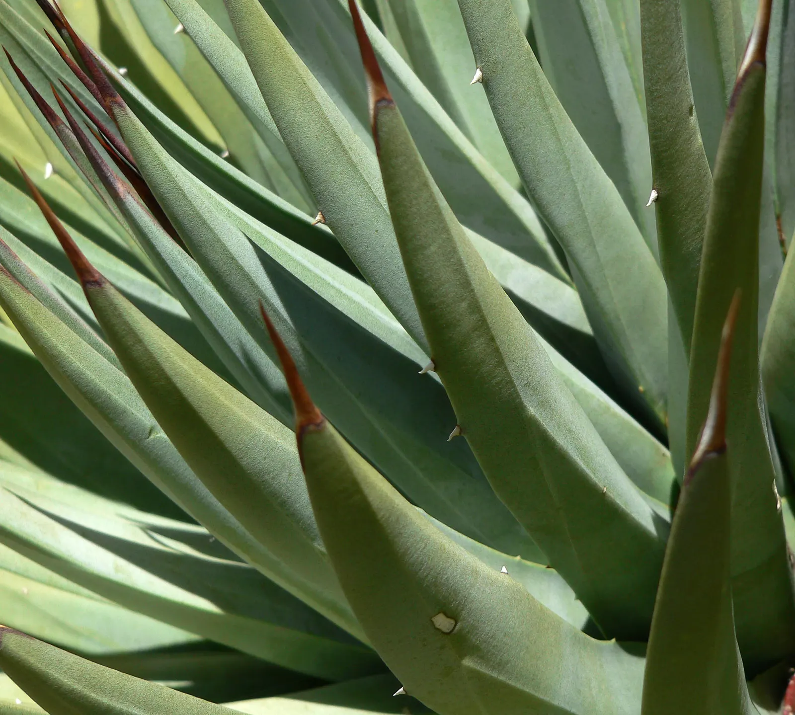 Utah Agave (Agave Utahensis) — natural beauty to any landscape design; succulent for full, image 53