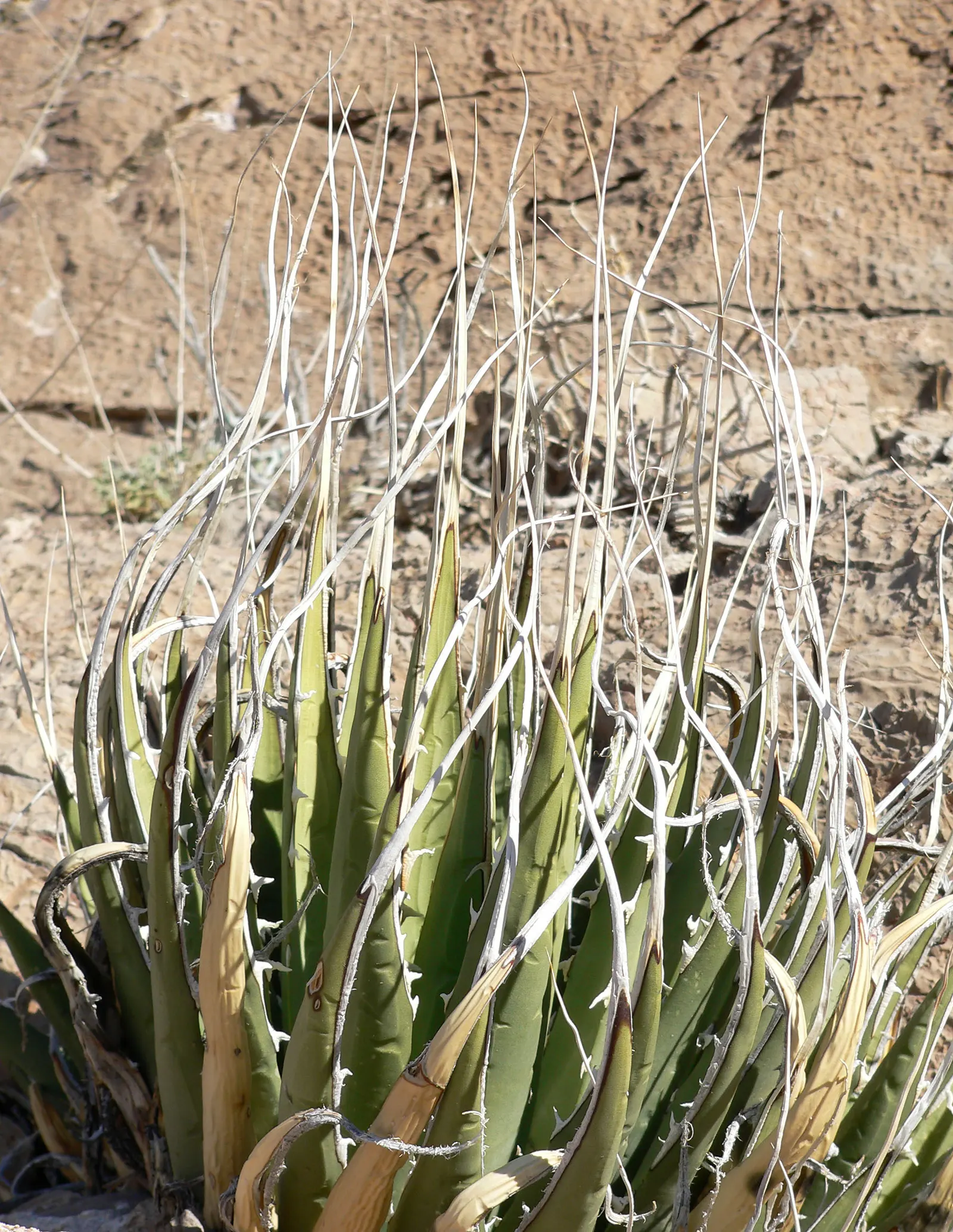 Utah Agave (Agave Utahensis) — emphasize its longevity and the spectacular; which can be 15 to 30 years