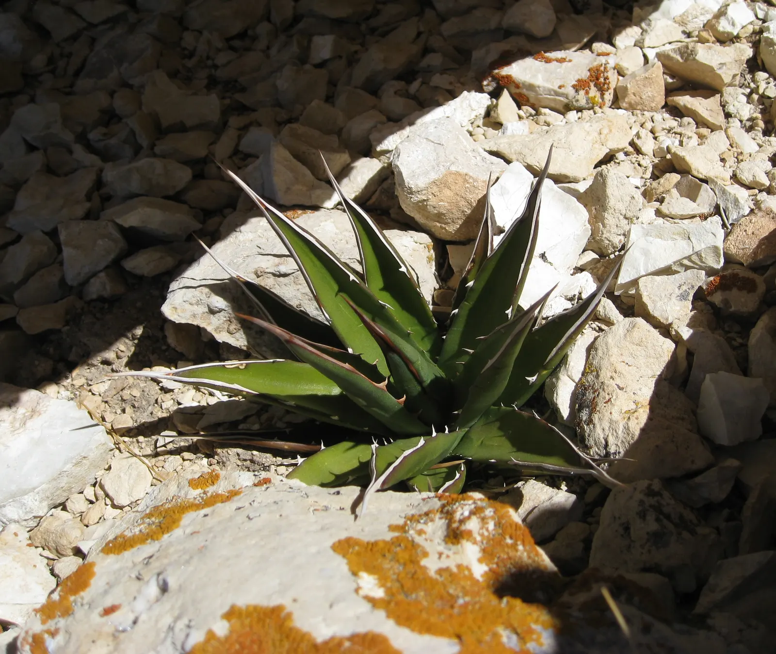 Utah Agave (Agave Utahensis) — Utah Agave (Agave utahensis) is a striking succulent native to the Mojave Desert; after 8-15 years, it blooms once, image 47