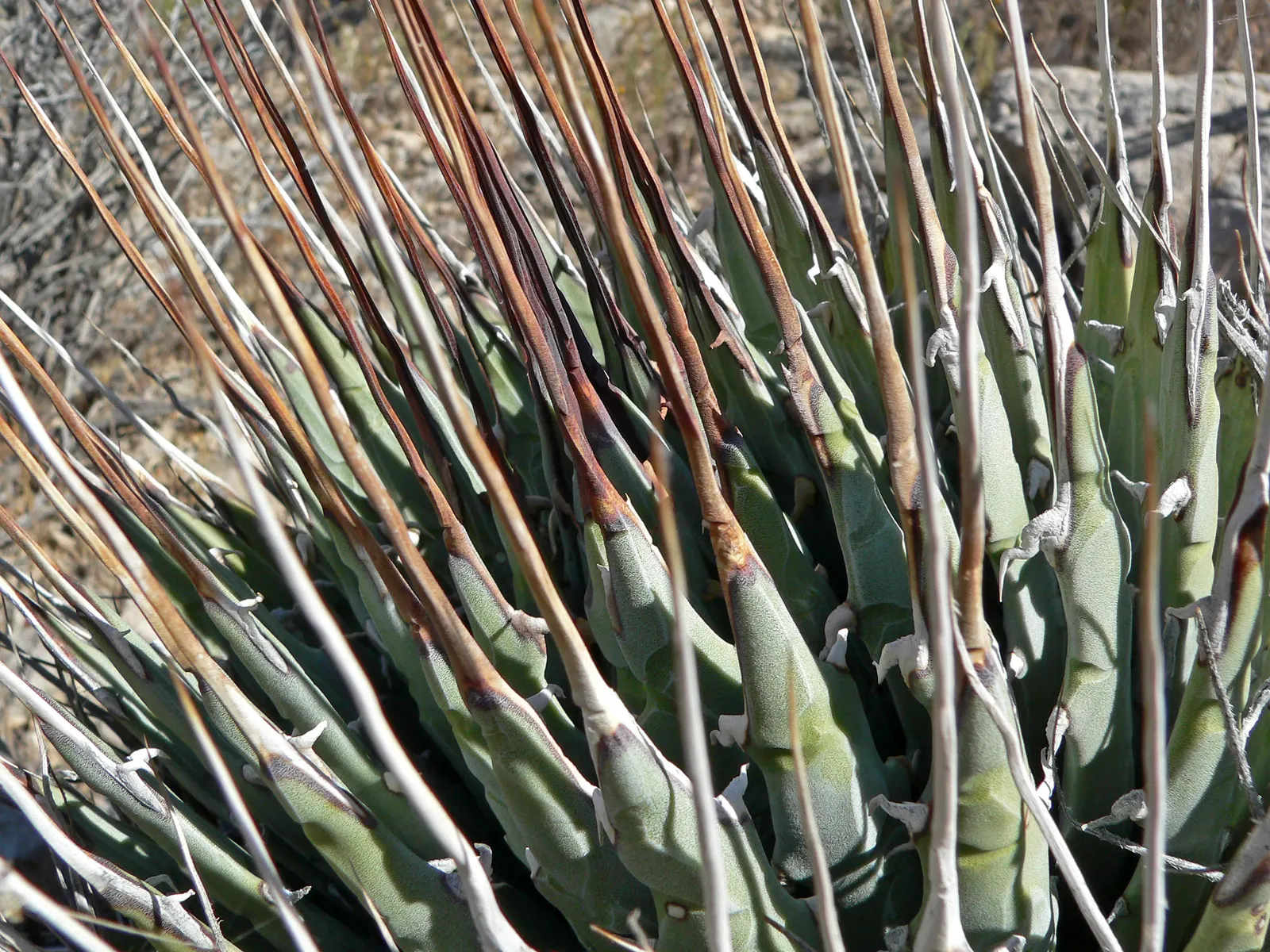Utah Agave (Agave Utahensis) — This hardy plant features rosettes up to 2 feet in diameter with narrow, spiny gray-green leaves