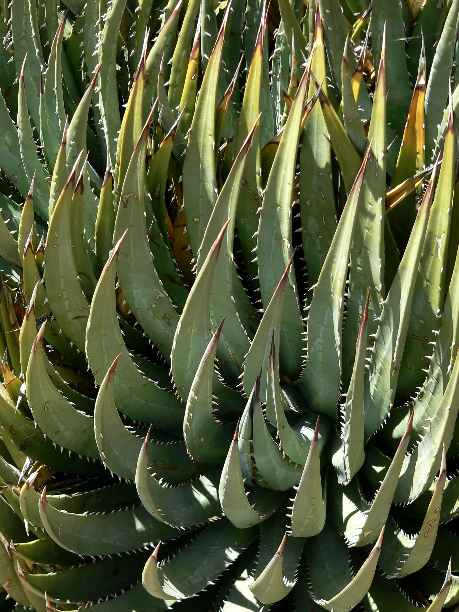 Utah Agave (Agave Utahensis) — Utah Agave (Agave utahensis) is a striking succulent native to the Mojave Desert; after 8-15 years, it blooms once with a