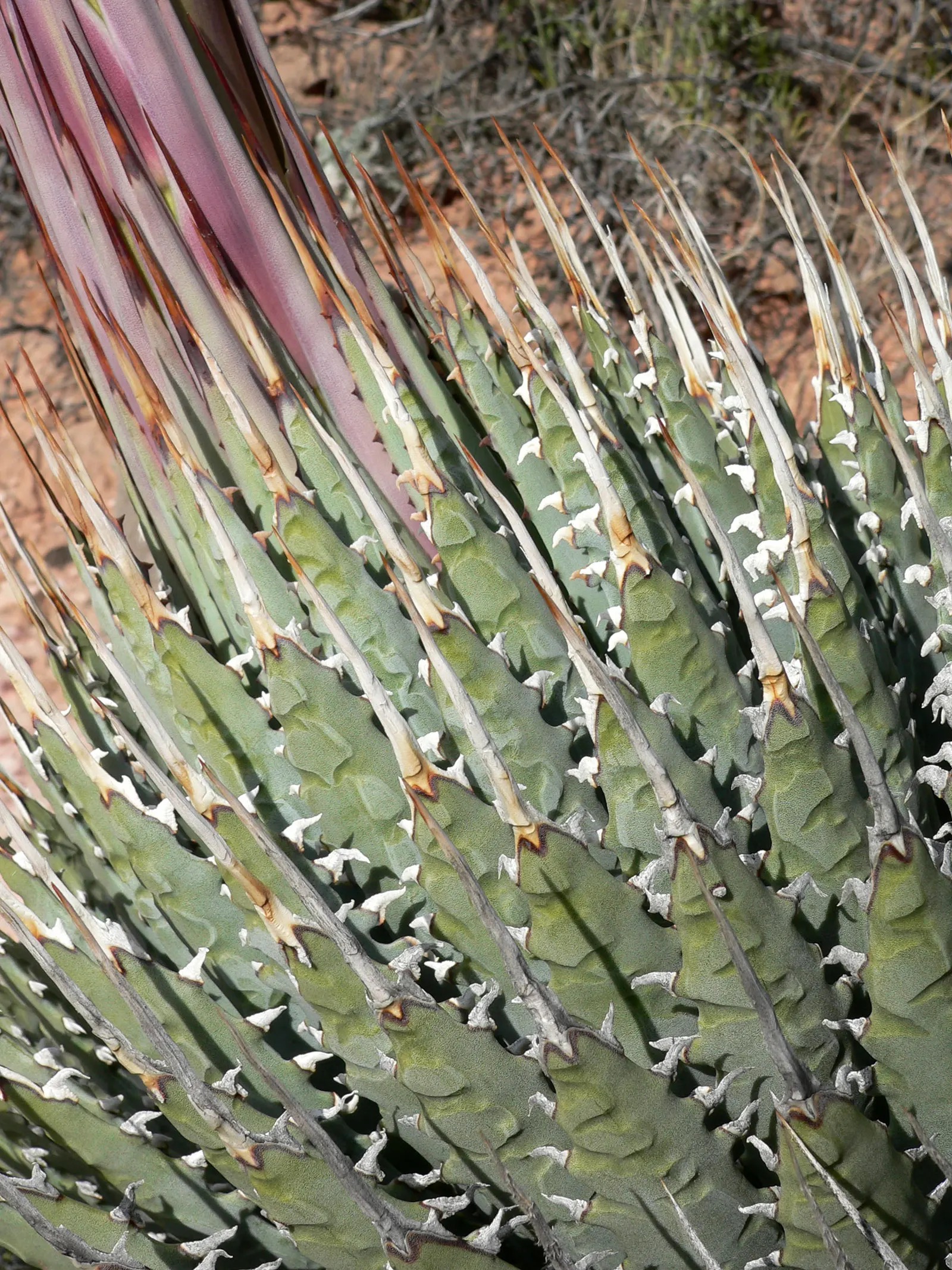 Utah Agave (Agave Utahensis) — or as part of a xeriscape.<br><br>Each leaf blade is a formidable presence
