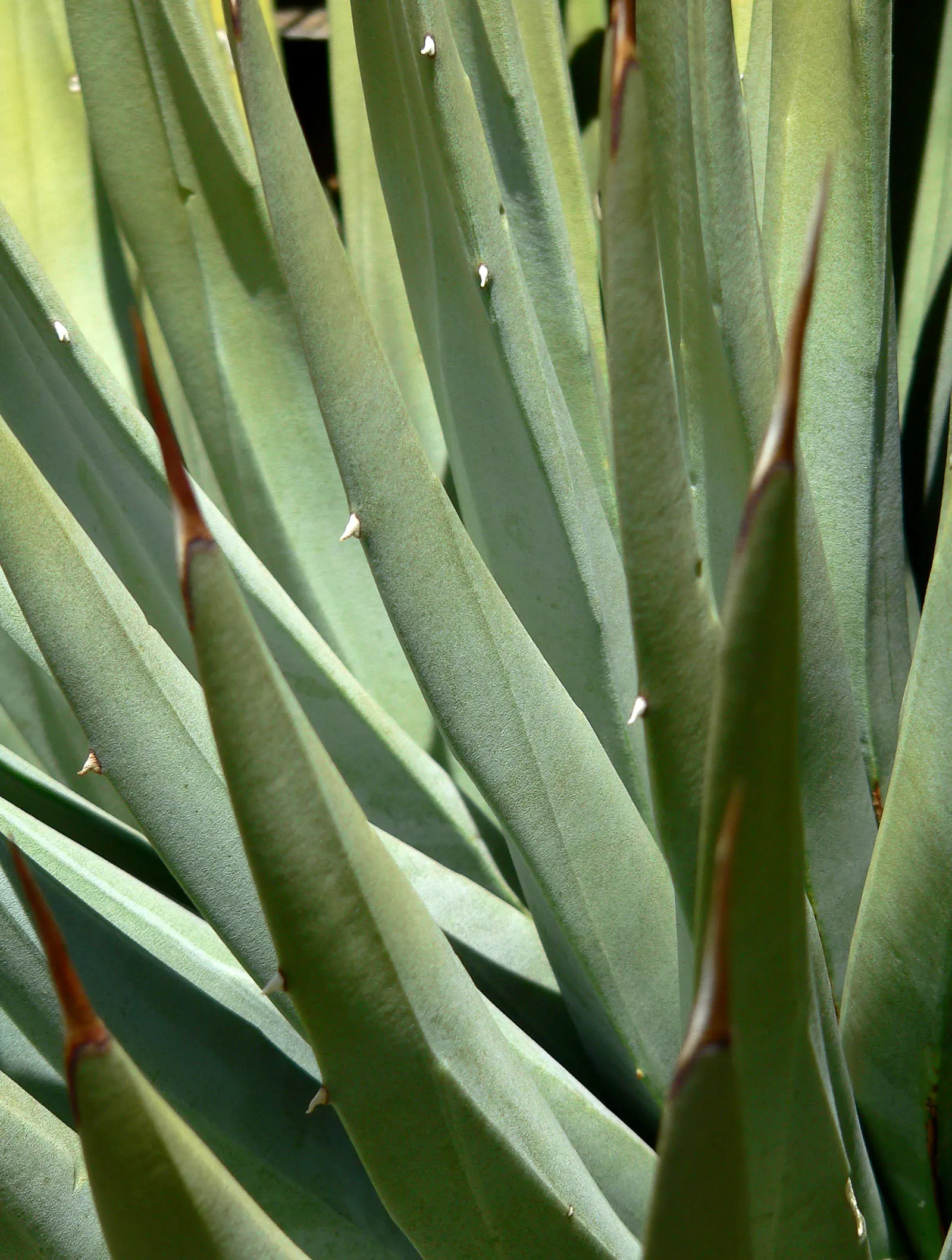 Utah Agave (Agave Utahensis) — After 8-15 years, it blooms once with a spectacular 10-15 foot tall spike, then perishes